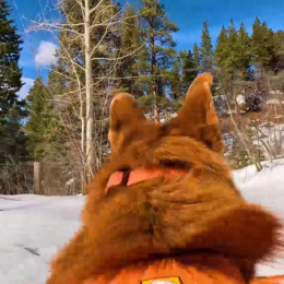 Alternative view of HERO13 Black Pets Bundle