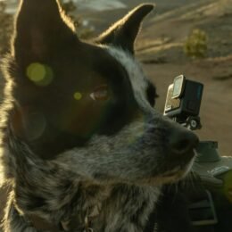 Alternative view of HERO Pets Bundle